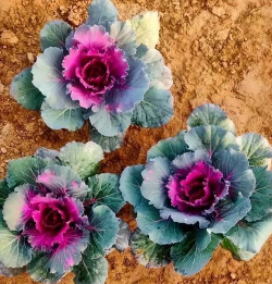 家里阳光不足怎么养花，选对植物种类，掌握养护技巧