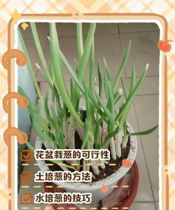 家里阳光不足怎么养花，选对植物种类，掌握养护技巧