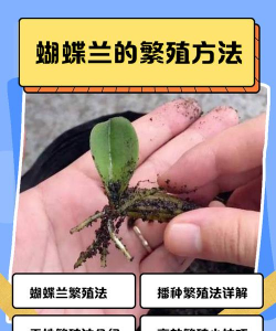 家里阳光不足怎么养花，选对植物种类，掌握养护技巧