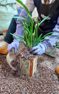 家里阳光不足怎么养花，选对植物种类，掌握养护技巧