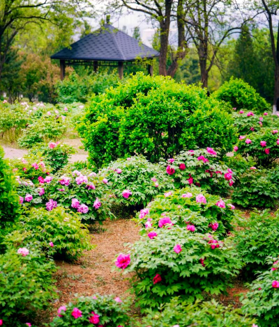 家里阳光不足怎么养花，选对植物种类，掌握养护技巧