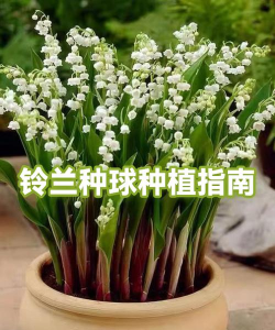 家里阳光不足怎么养花，选对植物种类，掌握养护技巧
