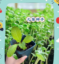 家里阳光不足怎么养花，选对植物种类，掌握养护技巧