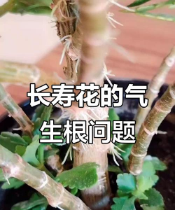 家里阳光不足怎么养花，选对植物种类，掌握养护技巧