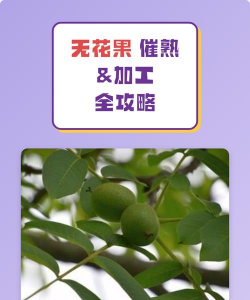 家里阳光不足怎么养花，选对植物种类，掌握养护技巧