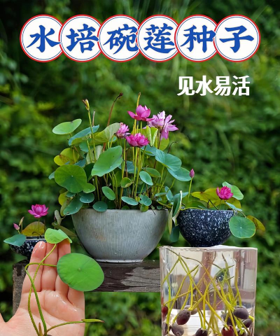 家里阳光不足怎么养花，选对植物种类，掌握养护技巧