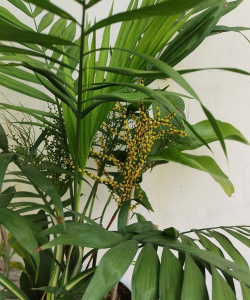 家里阳光不足怎么养花，选对植物种类，掌握养护技巧