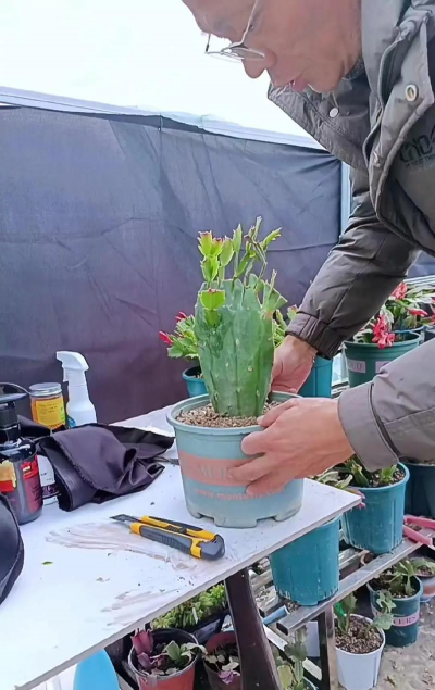 家里阳光不足怎么养花，选对植物种类，掌握养护技巧