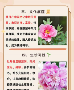 家里阳光不足怎么养花，选对植物种类，掌握养护技巧