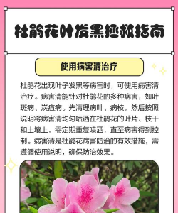 家里阳光不足怎么养花，选对植物种类，掌握养护技巧