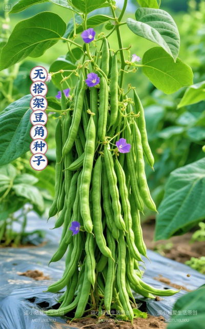 家里阳光不足怎么养花，选对植物种类，掌握养护技巧