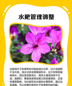 家里阳光不足怎么养花，选对植物种类，掌握养护技巧