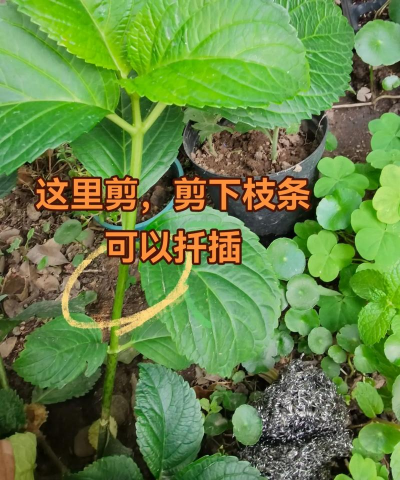 家里阳光不足怎么养花，选对植物种类，掌握养护技巧