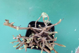 家里阳光不足怎么养花，选对植物种类，掌握养护技巧