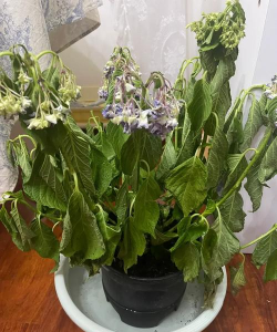 家里阳光不足怎么养花，选对植物种类，掌握养护技巧