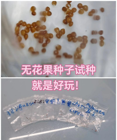 家里阳光不足怎么养花，选对植物种类，掌握养护技巧