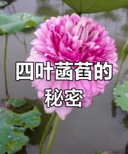 家里阳光不足怎么养花，选对植物种类，掌握养护技巧