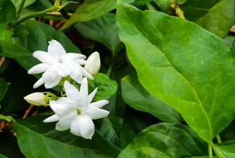 家里阳光不足怎么养花，选对植物种类，掌握养护技巧