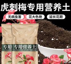 家里阳光不足怎么养花，选对植物种类，掌握养护技巧