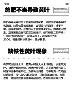 栀子花花苞发黄掉落是什么原因 栀子花花苞发黄掉落是什么原因