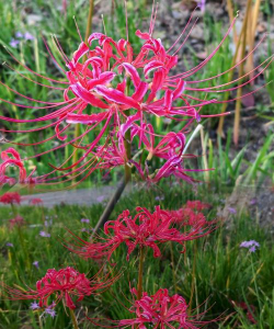 家里阳光不足怎么养花，选对植物种类，掌握养护技巧