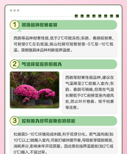 家里阳光不足怎么养花，选对植物种类，掌握养护技巧
