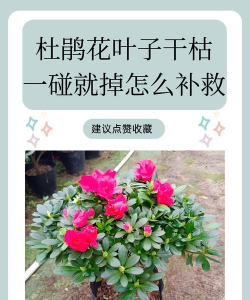 家里阳光不足怎么养花，选对植物种类，掌握养护技巧