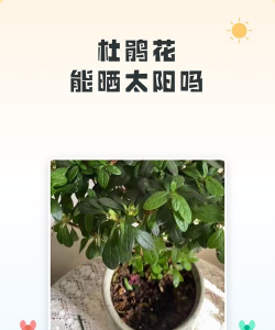 家里阳光不足怎么养花，选对植物种类，掌握养护技巧