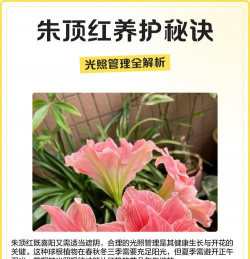 家里阳光不足怎么养花，选对植物种类，掌握养护技巧