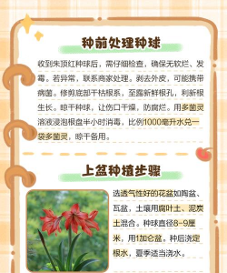 家里阳光不足怎么养花，选对植物种类，掌握养护技巧