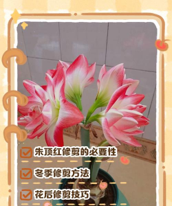 家里阳光不足怎么养花，选对植物种类，掌握养护技巧