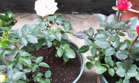 家里阳光不足怎么养花，选对植物种类，掌握养护技巧