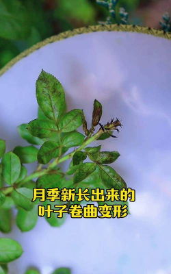 家里阳光不足怎么养花，选对植物种类，掌握养护技巧
