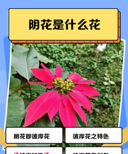 家里阳光不足怎么养花，选对植物种类，掌握养护技巧
