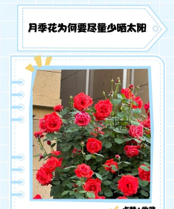 家里阳光不足怎么养花，选对植物种类，掌握养护技巧