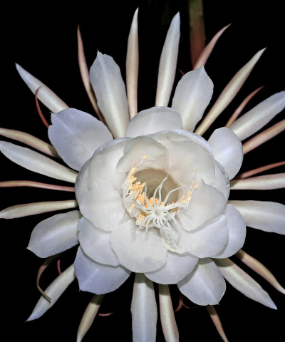 家里阳光不足怎么养花，选对植物种类，掌握养护技巧