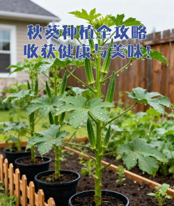 家里阳光不足怎么养花，选对植物种类，掌握养护技巧