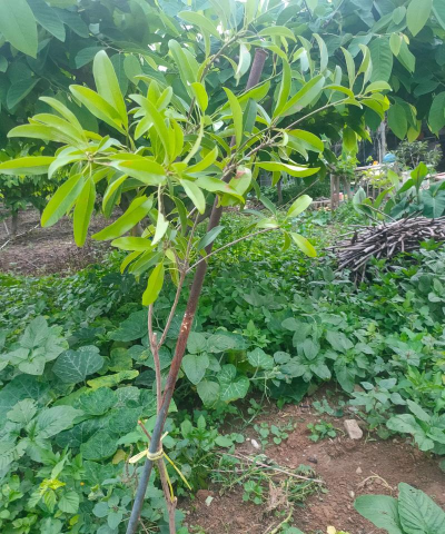 家里阳光不足怎么养花，选对植物种类，掌握养护技巧