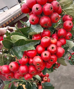 小众送妈妈的花有哪些花