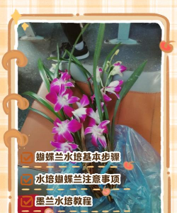 家里阳光不足怎么养花，选对植物种类，掌握养护技巧