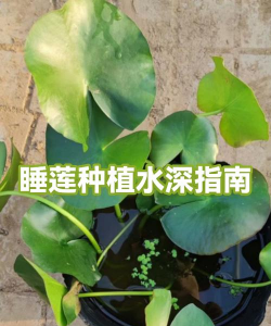 家里阳光不足怎么养花，选对植物种类，掌握养护技巧