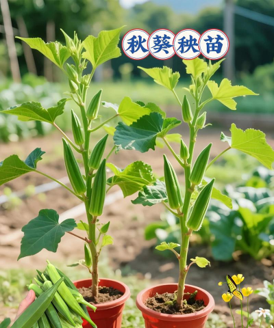 家里阳光不足怎么养花，选对植物种类，掌握养护技巧