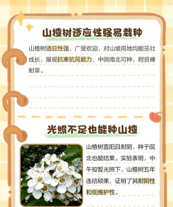 家里阳光不足怎么养花，选对植物种类，掌握养护技巧