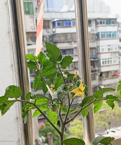 家里阳光不足怎么养花，选对植物种类，掌握养护技巧