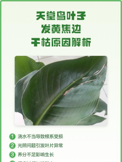 家里阳光不足怎么养花，选对植物种类，掌握养护技巧