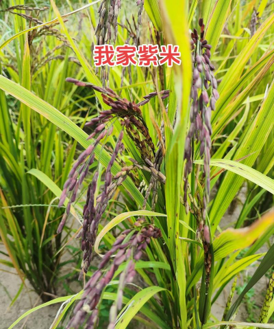 家里阳光不足怎么养花，选对植物种类，掌握养护技巧