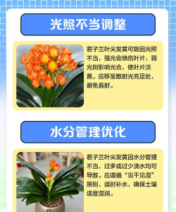家里阳光不足怎么养花，选对植物种类，掌握养护技巧