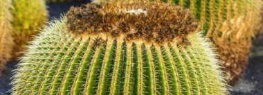 家里阳光不足怎么养花，选对植物种类，掌握养护技巧