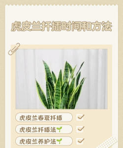 家里阳光不足怎么养花，选对植物种类，掌握养护技巧