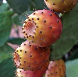 家里阳光不足怎么养花，选对植物种类，掌握养护技巧